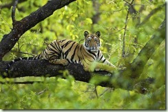 tiger wild