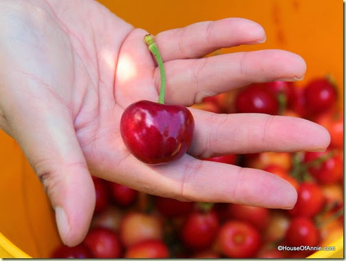 Pro-tip: Be selective, skip the smaller cherries and pick the biggest ones.