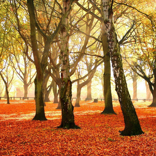 Hd-171151-ascw171151