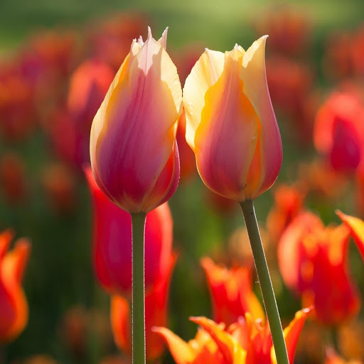 Hd-176313-ascw176313