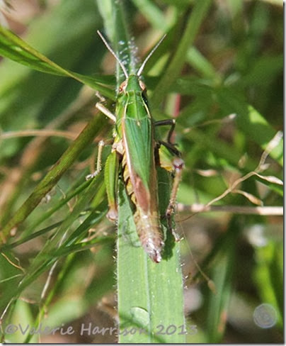 18-green-grasshopper