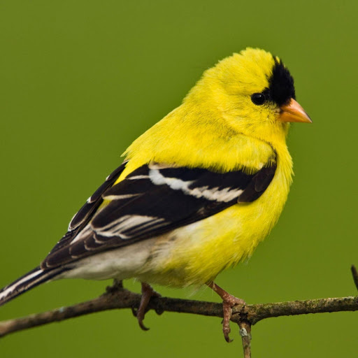 Hd-177741-ascw177741