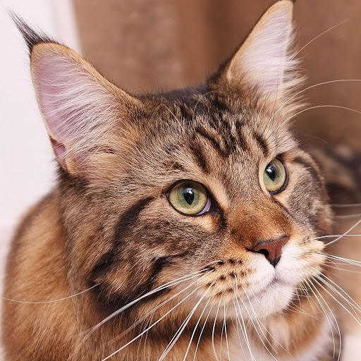 Hd-181576-ascw181576