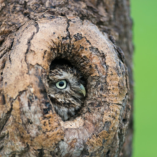 Hd-145012-ascw145012