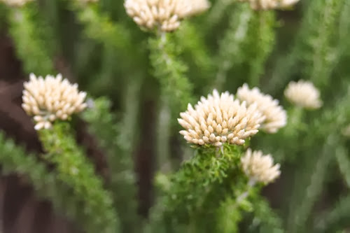 20100301 (8) (Large)