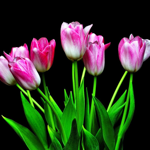 Hd-153327-ascw153327