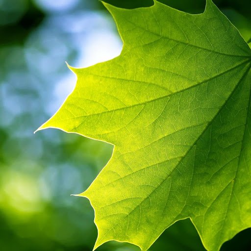 Hd-150295-ascw150295