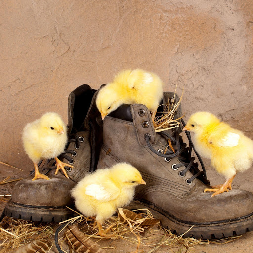 Hd-152475-ascw152475