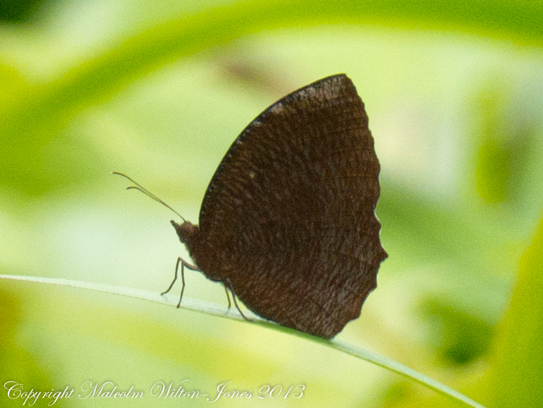 Common Palmfly Butterfly