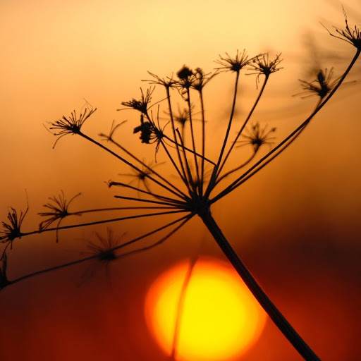 Hd-173204-ascw173204