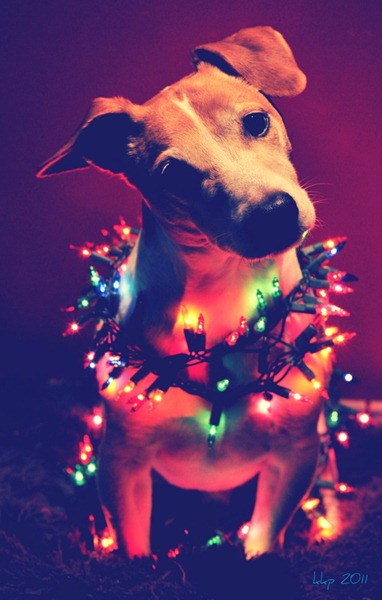 [perro%2520gorritos%2520navidad%2520%252816%2529%255B5%255D.jpg]