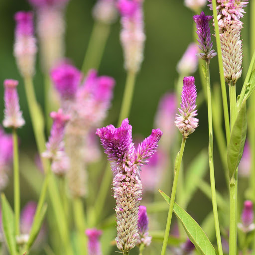 Hd-156046-ascw156046