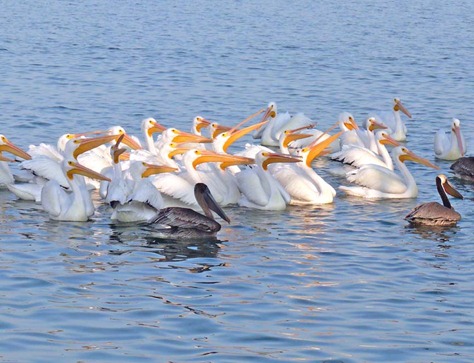 Pelicans at Fish Cleaning Station
