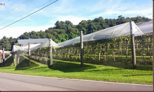 Parreiras em Bento Gonçalves/RS