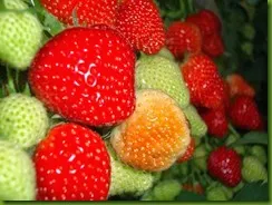 strawberry_fields_lovely_Funzug.org_01