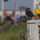 IMG_4932.jpg