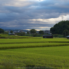 IMGP0143(55mm,F9,0,iso100,KS1)2014yaotomi_s.jpg