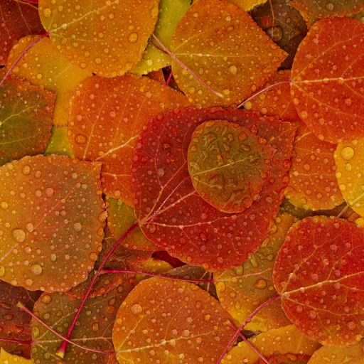 Hd-131014-ascw131014