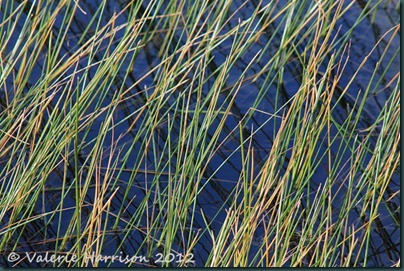 45-abstract-reeds