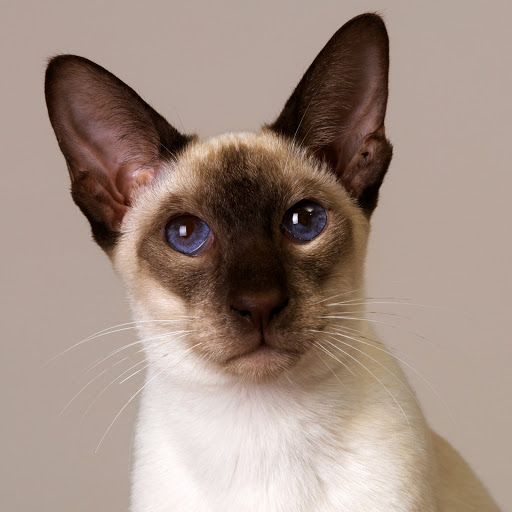 Hd-137397-ascw137397