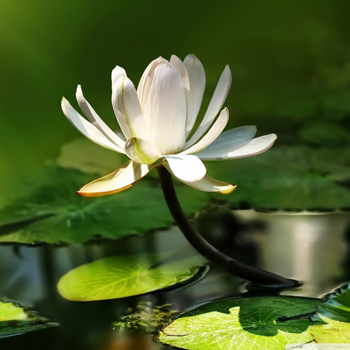 Hd-175734-ascw175734