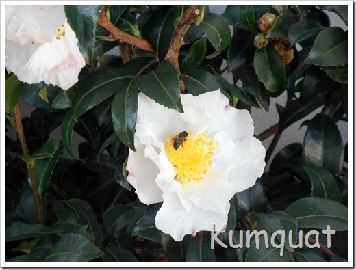 camelia sasanqua 3