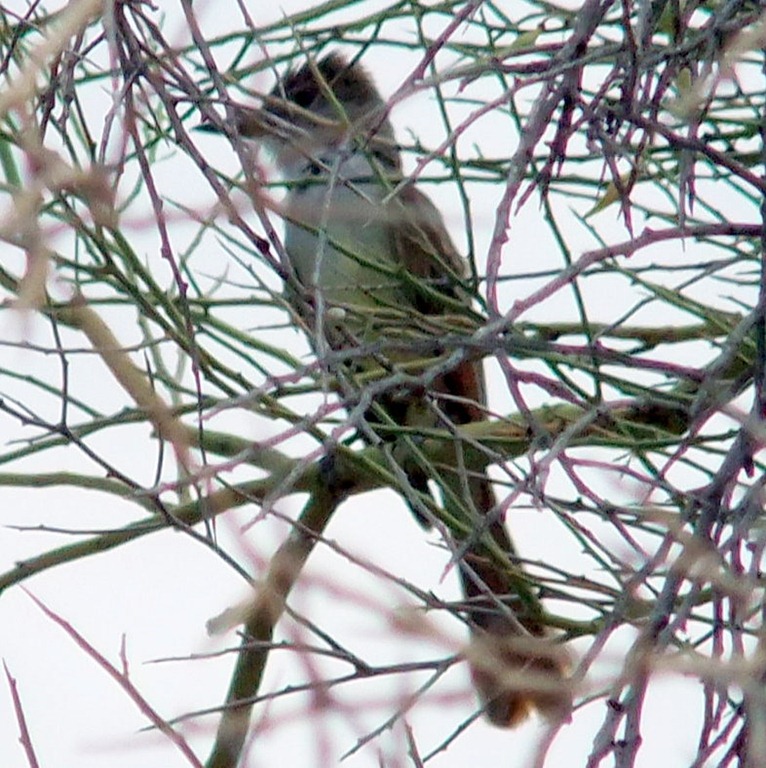 [Possible%2520brown-crested%2520flycatcher%25206-24-2010%25208-55-32%2520AM%2520786x788%255B3%255D.jpg]