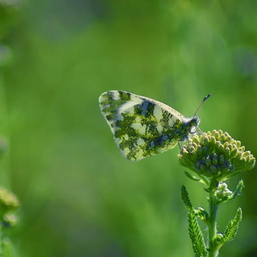 Hd-159111-ascw159111