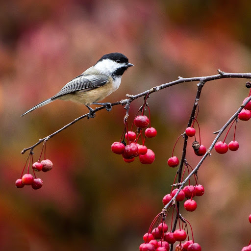 Hd-177879-ascw177879