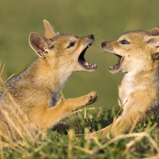 Hd-142467-ascw142467