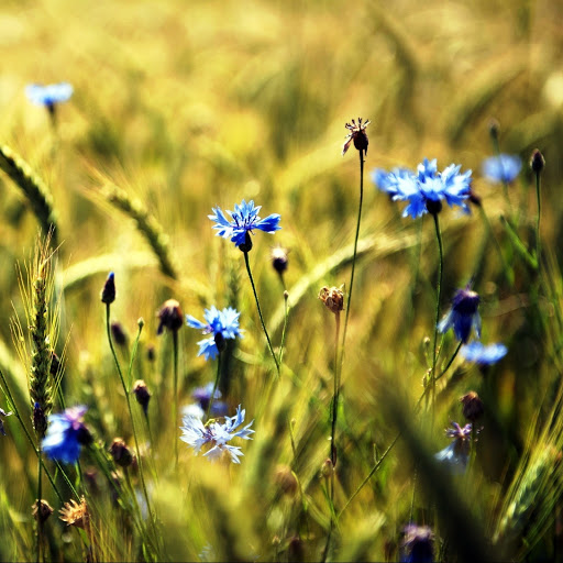 Hd-142044-ascw142044