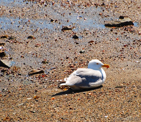 3.. Herring gull-kab Acadia NP