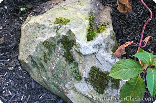 growing moss on rocks