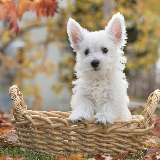 Hd-180999-ascw180999