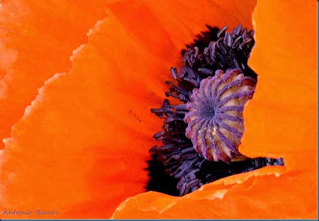 13 Papaver orentale _DSC5682x1