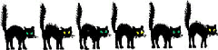 black cat divider
