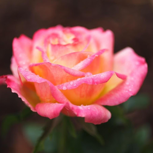 Hd-176972-ascw176972