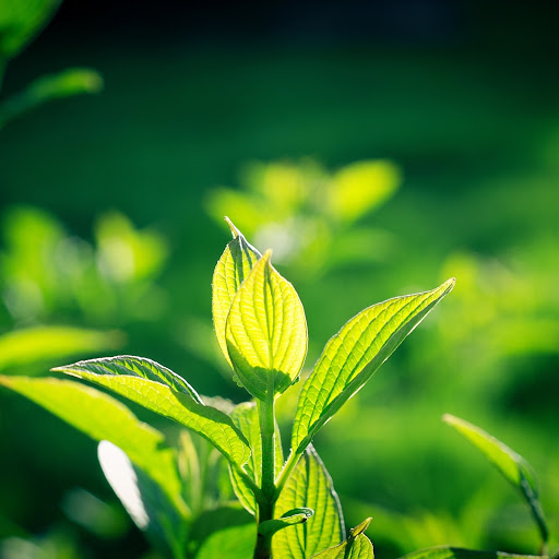 Hd-190518-ascw190518