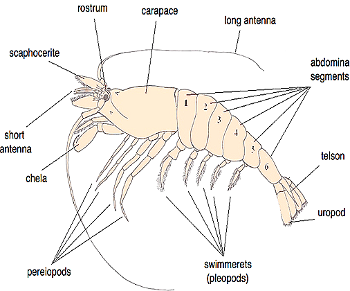 PALAEMON- FRESH WATER PRAWN-STRUCTURE | BIOZOOM