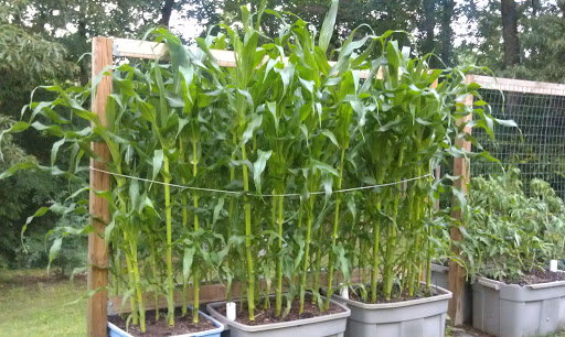 Jeff and Jude's gardening adventures: Had to tie up the corn