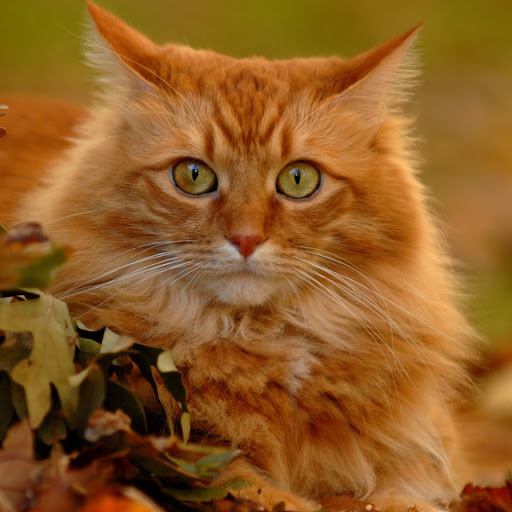 Hd-182491-ascw182491