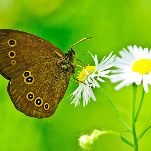 Hd-152836-ascw152836