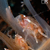Sea Pen Crab