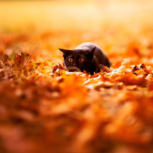 Hd-132212-ascw132212