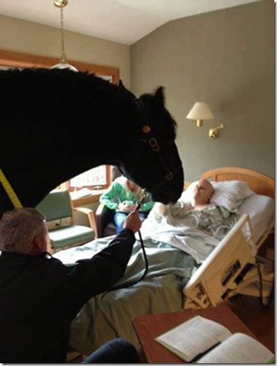 Congratulations to the Madison Mounted Police for being such caring horse lovers the hospitalized policeman whose horse paid him that hospital visit