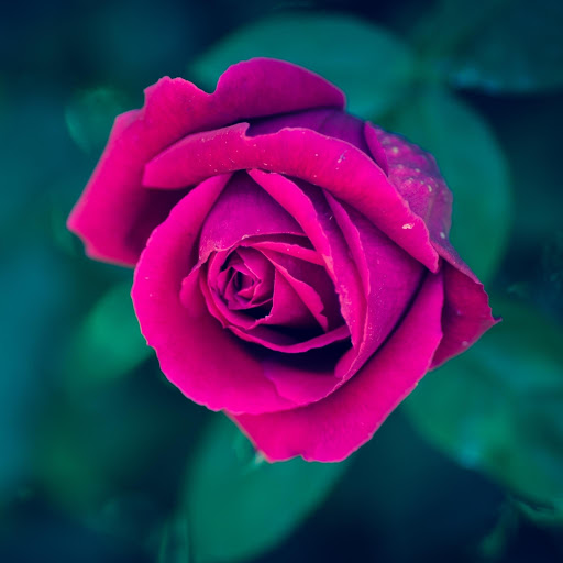 Hd-190575-ascw190575