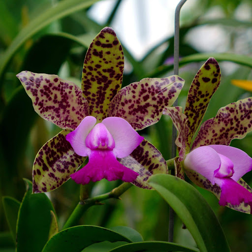 Hd-152593-ascw152593