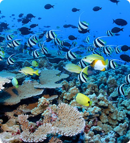 biodiversita_fish biodiversita_fish