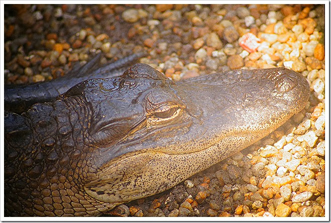 public-domain-pictures-alligator-1 (298)