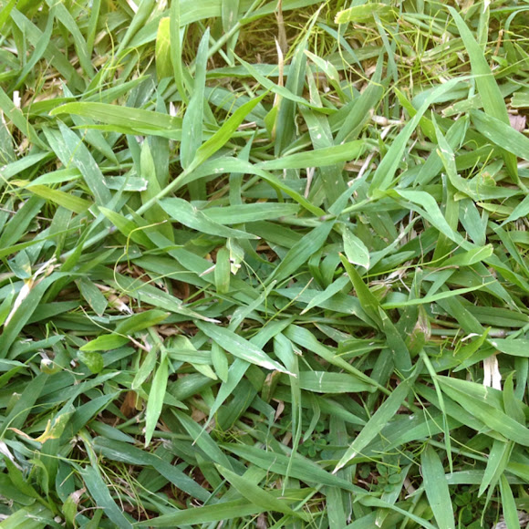 how to plant saint augustine grass texas